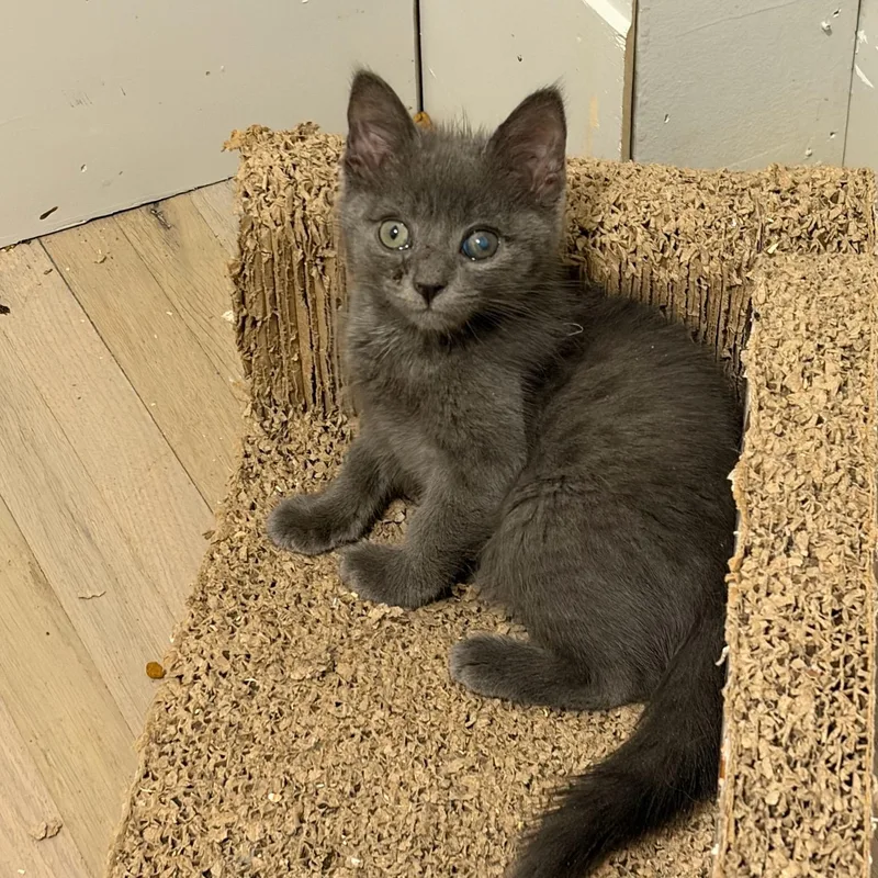 A baby medium-sized male Gray / Blue / Silver Domestic Short Hair cat named Lark for adoption in Moriches, NY