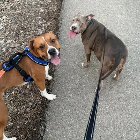An adult large-sized female Gray / Blue / Silver Mixed Breed dog named Leia for adoption in Washington Township, OH