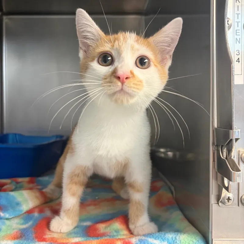 A baby small-sized male Orange / Red Domestic Short Hair cat named Levi for adoption in Newport, NC