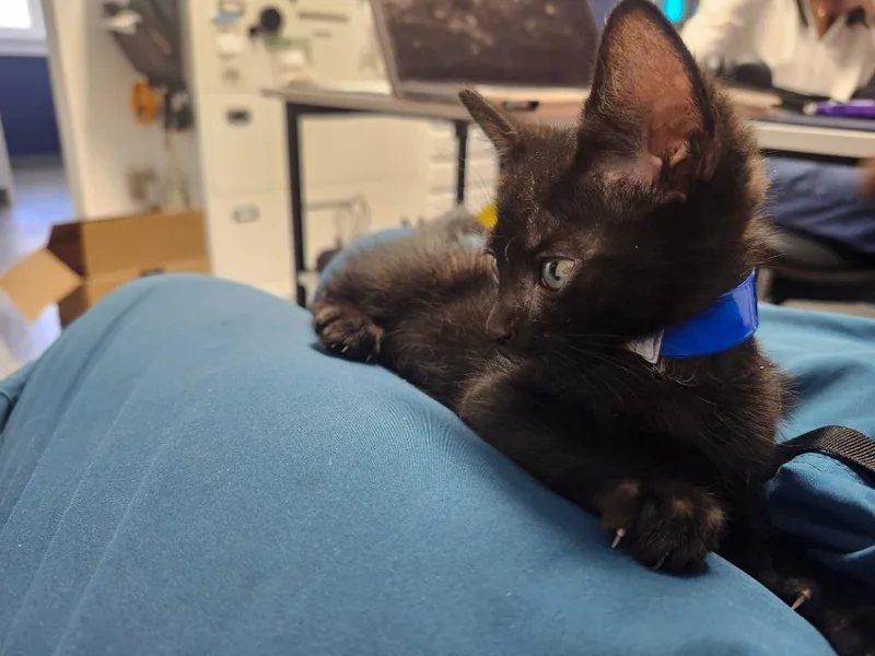 A baby medium-sized male Domestic Short Hair cat named Atlas for adoption in Athens, AL