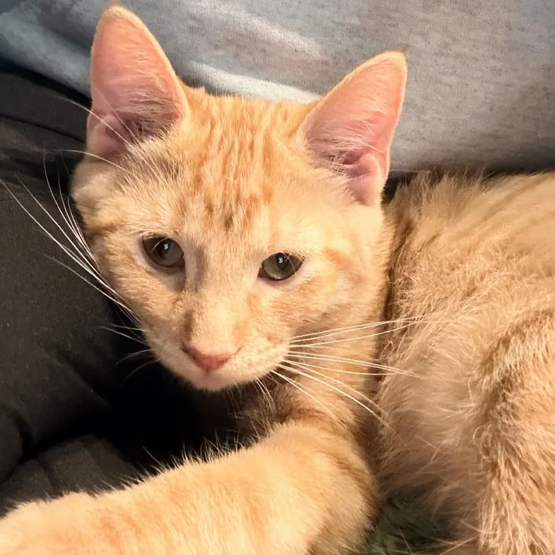 A baby small-sized male Orange / Red Domestic Short Hair cat named Mango for adoption in Marion, IA