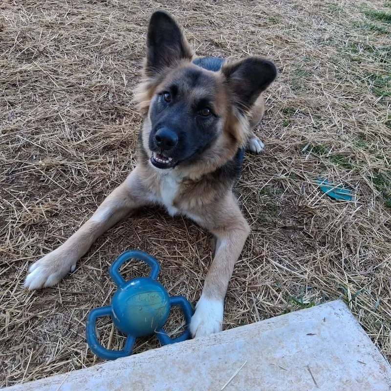 A baby large-sized male Apricot / Beige German Shepherd Dog dog named Sebastian for adoption in Hopkinton, MA