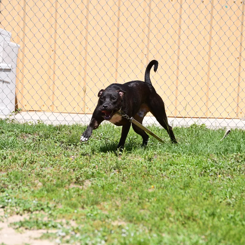 An adult large-sized male American Bulldog dog named Gibbs for adoption in Defuniak Springs, FL