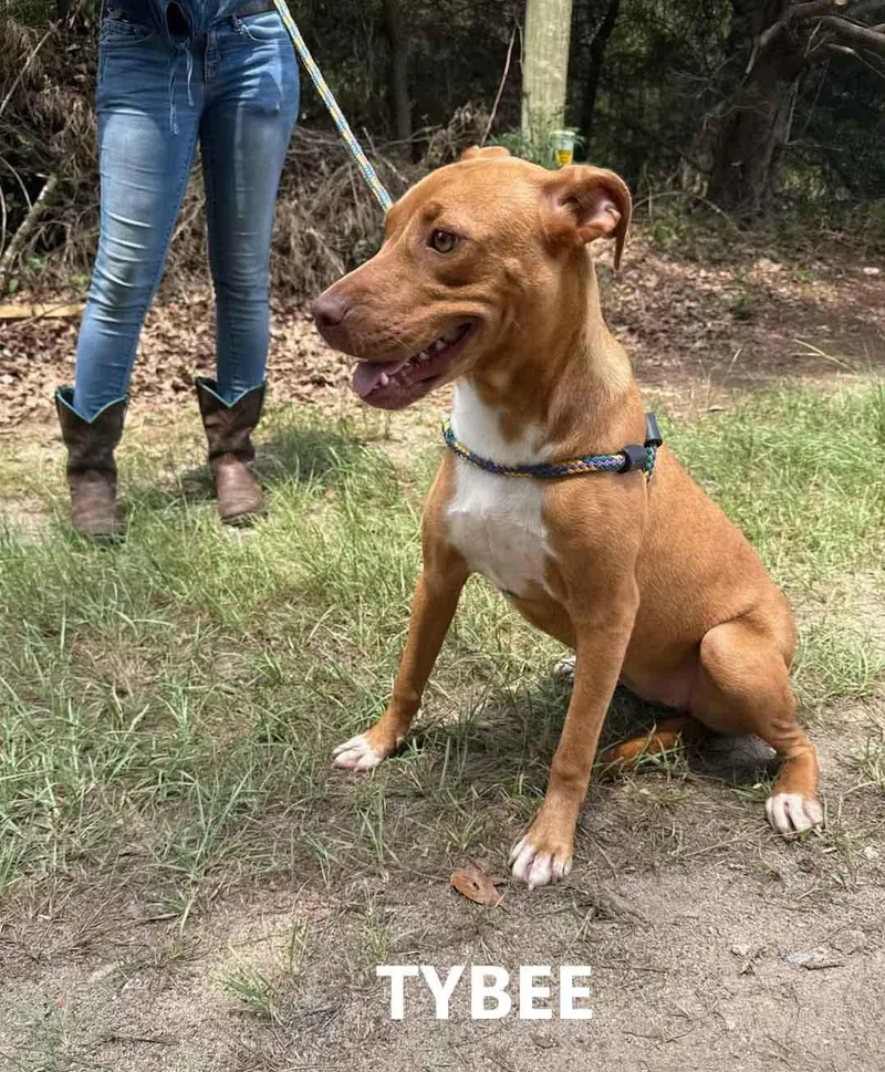 A young medium-sized female Brown / Chocolate Labrador Retriever dog named Tybee for adoption in Washington, GA