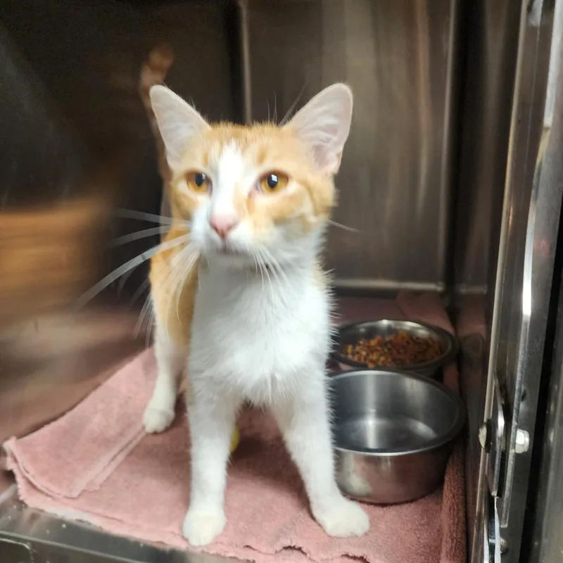 A young small-sized female Orange / Red Domestic Short Hair cat named Peachy for adoption in Evensville, TN