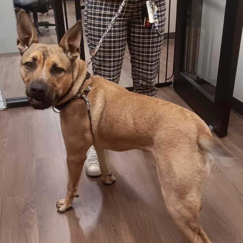 An adult large-sized male Brown / Chocolate Shepherd dog named Bo for adoption in Nashville, IN