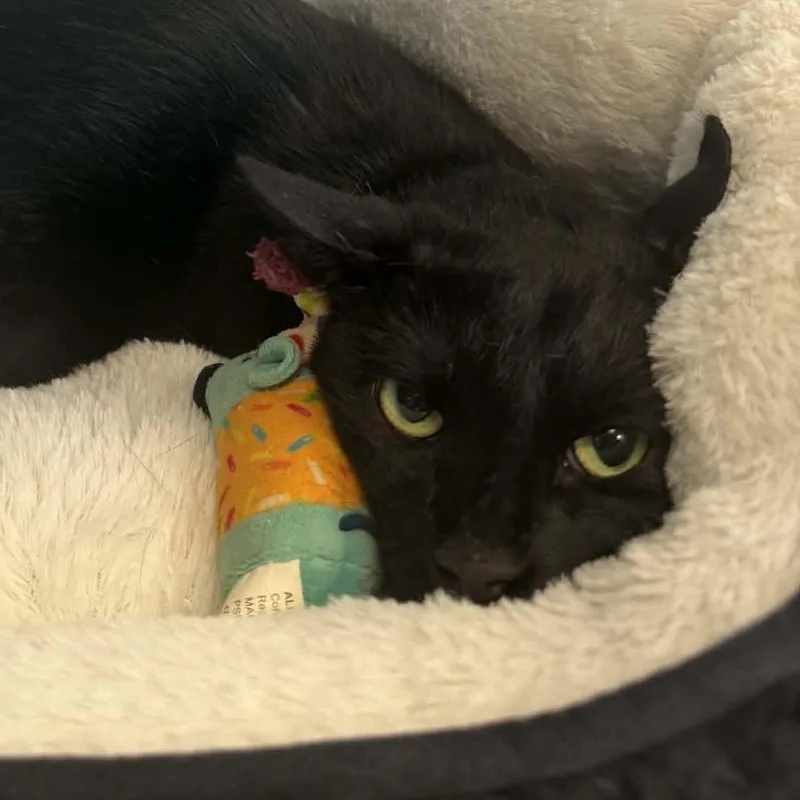 A young medium-sized male Black Domestic Short Hair cat named Shadow for adoption in Parma, OH