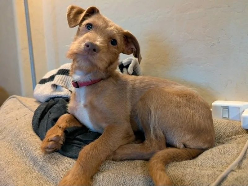 A baby small-sized male Mixed Breed dog named Marley for adoption in Mesa, AZ