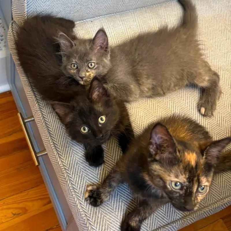 A baby small-sized female Domestic Long Hair cat named Flora for adoption in Dearborn, MI