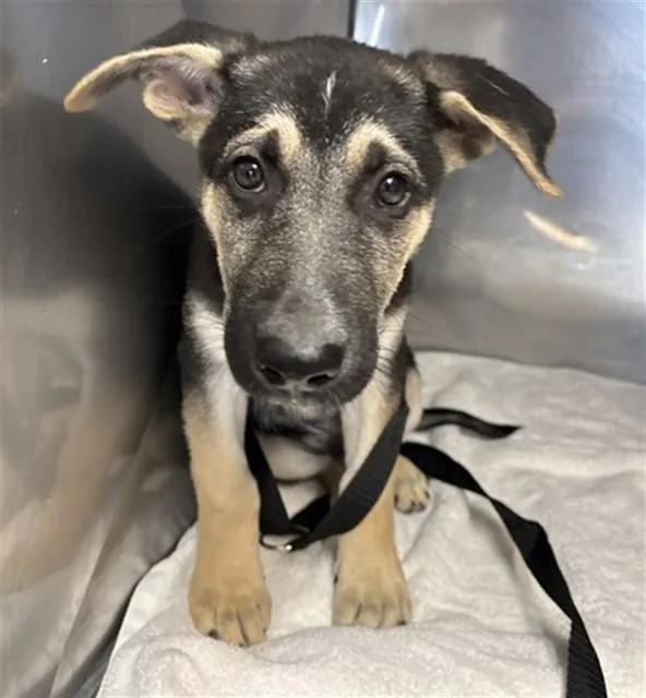 A baby small-sized male German Shepherd Dog dog named Milo for adoption in San Bernardino, CA