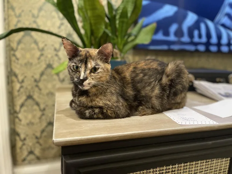 A young medium-sized female Domestic Short Hair cat named Bambi for adoption in Rome, GA
