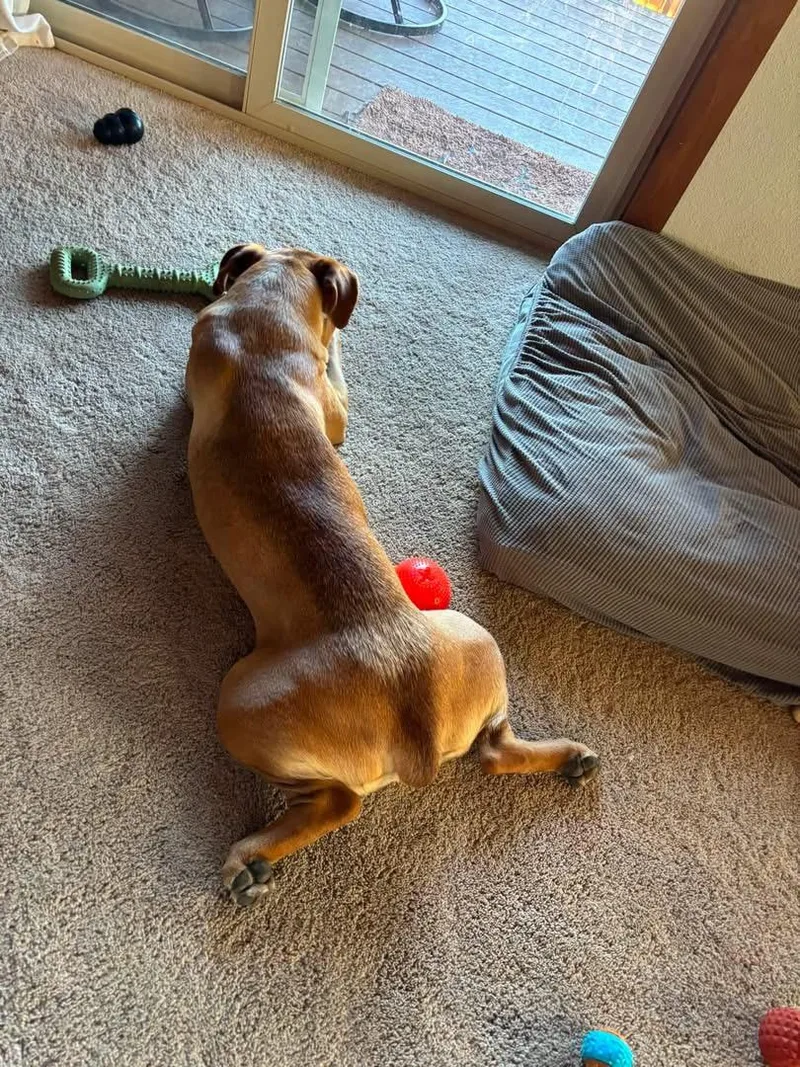 A young large-sized female Mixed Breed dog named Pepper for adoption in South Lake Tahoe, CA