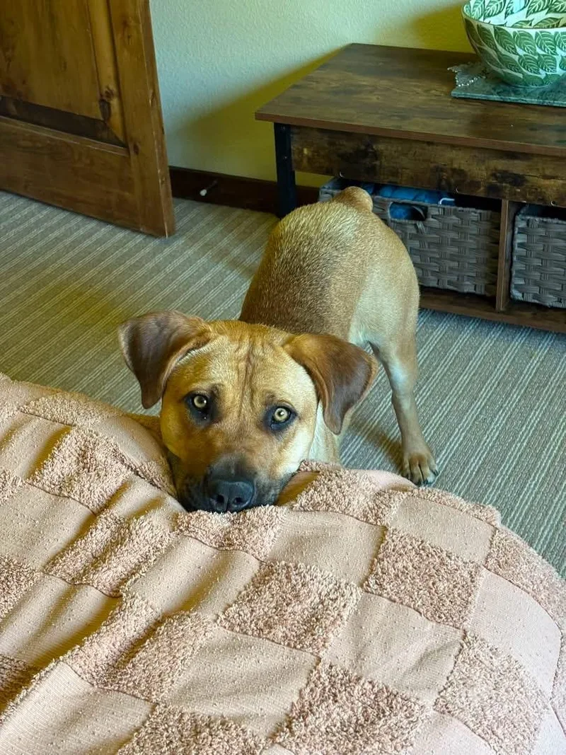 Pepper thumbnail 5