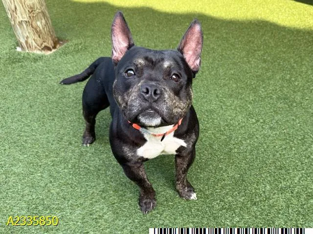 A young small-sized male Mixed Breed dog named Tyrion for adoption in West Palm Beach, FL