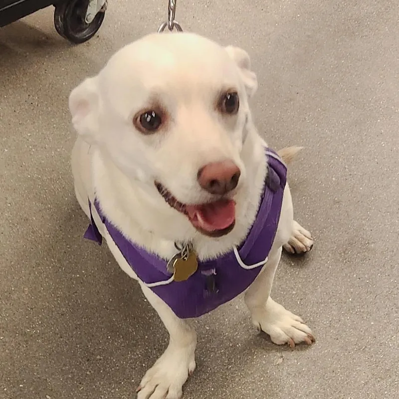 A senior medium-sized male Dachshund dog named Under Soto for adoption in Las Vegas, NV