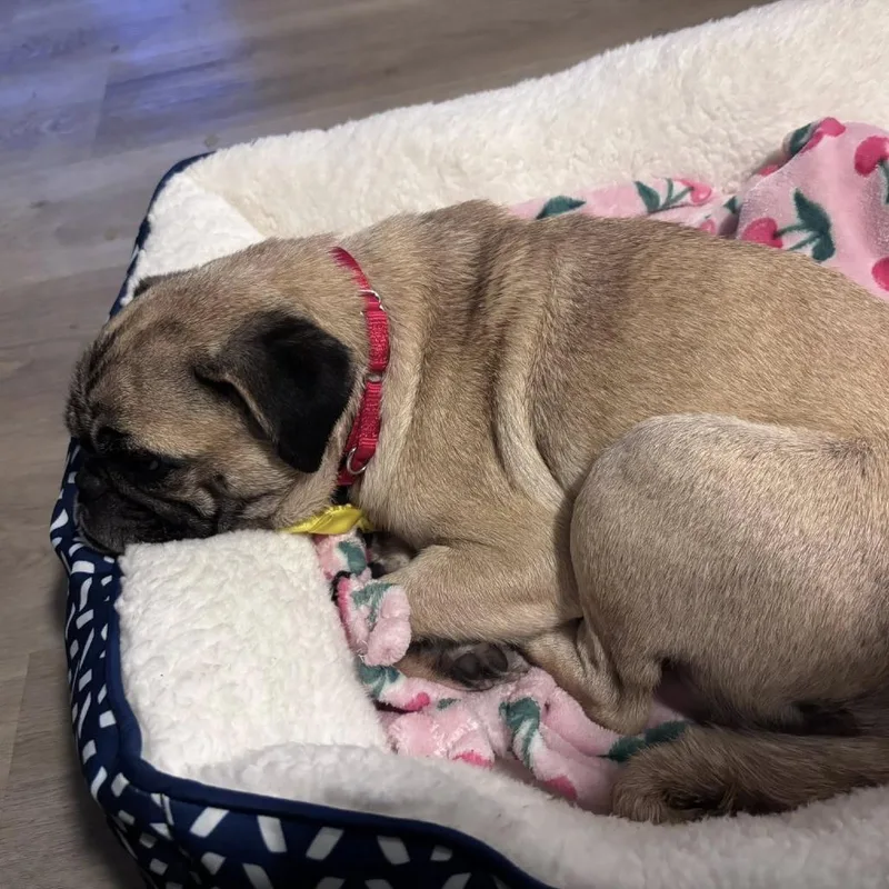 A senior small-sized female Brown / Chocolate Pug dog named Ozma for adoption in Ramona, CA