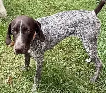 A baby medium-sized male Bicolor German Shorthaired Pointer dog named Bowtie for adoption in Okolona, MS