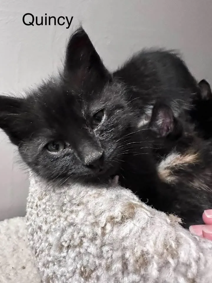 A baby medium-sized female Domestic Short Hair cat named Quincy for adoption in Libertyville, IL