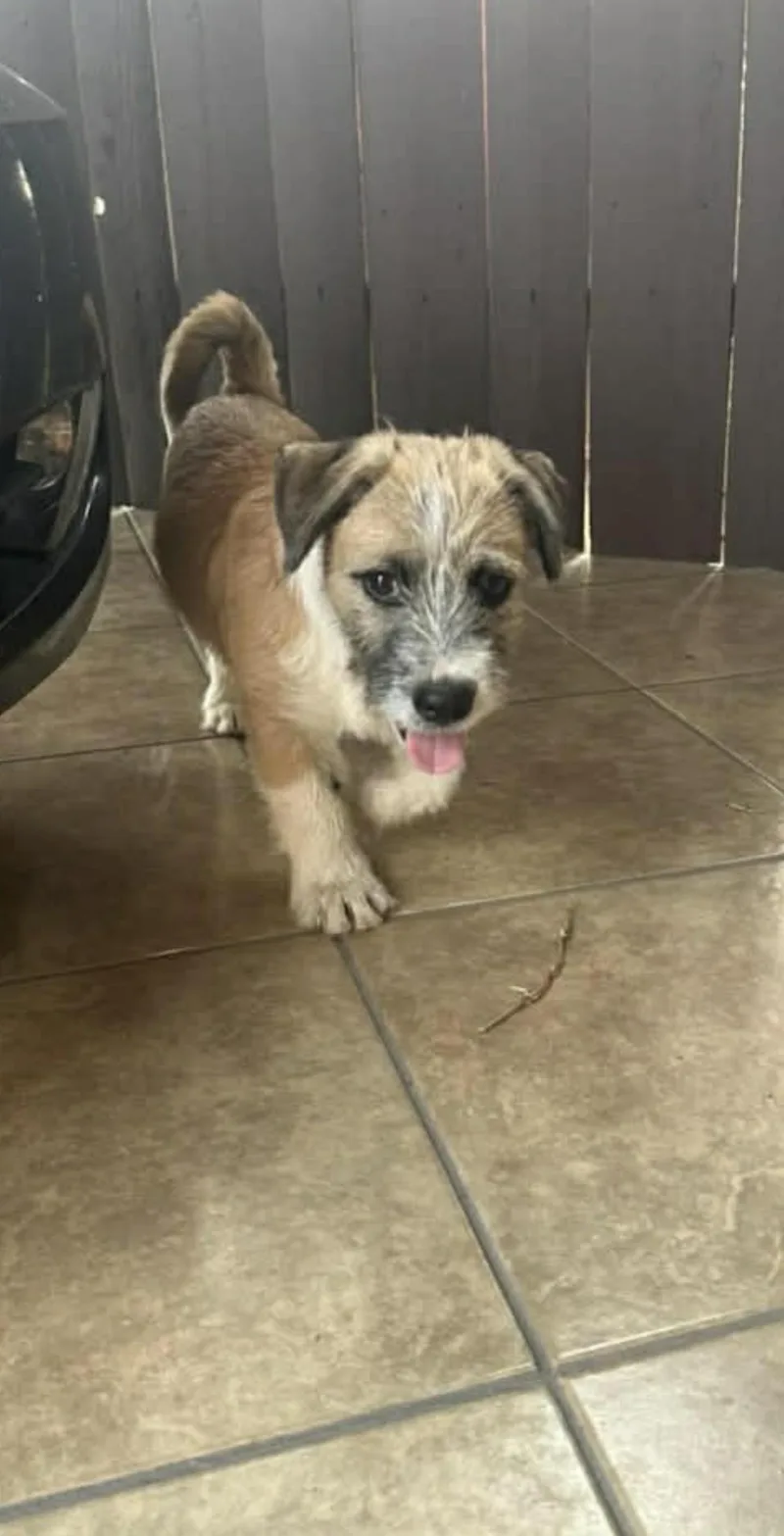 Freddie  The Smart thumbnail 2