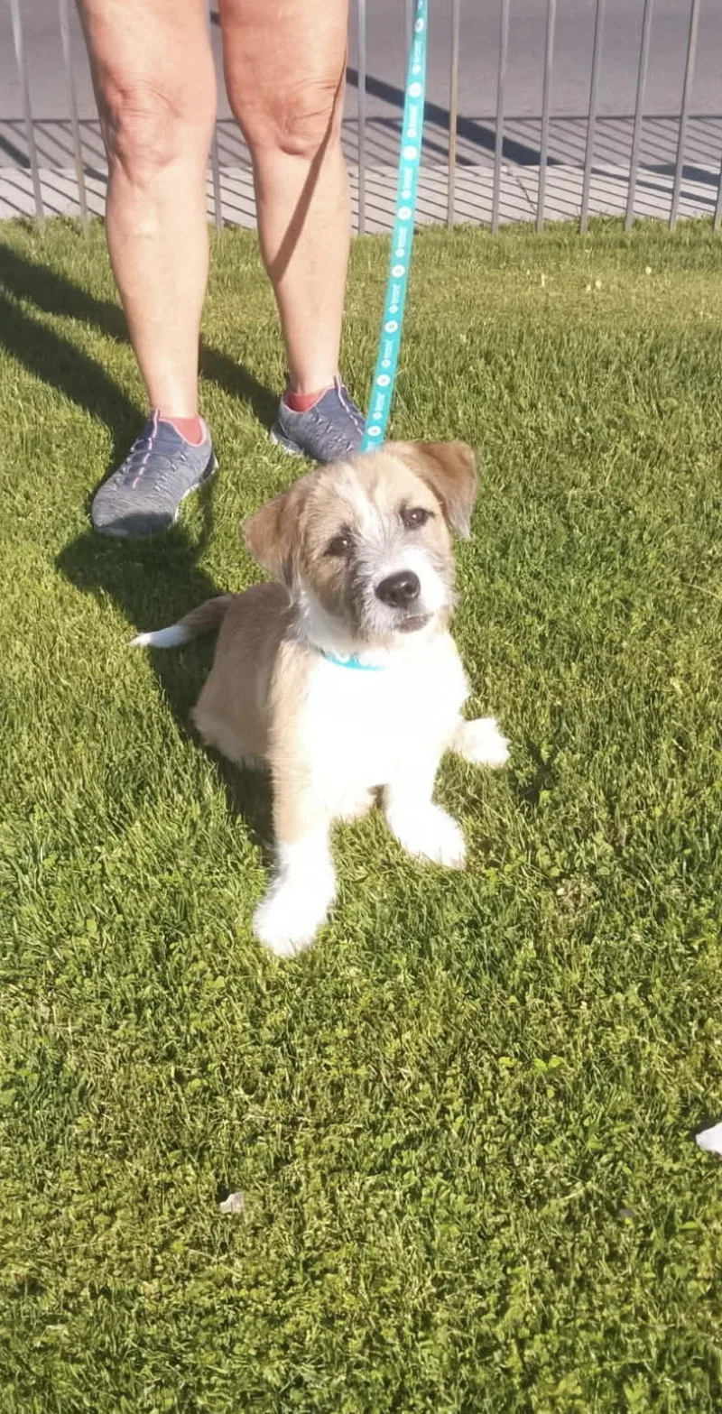 Freddie  The Smart thumbnail 3