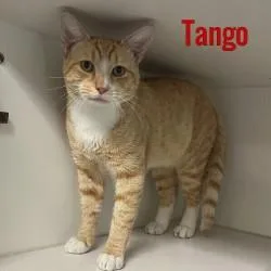 Tango