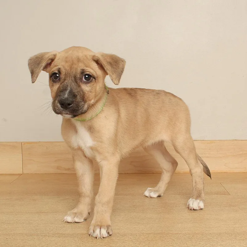 A baby large-sized female Pit Bull Terrier dog named Pink Lady D for adoption in Minnetonka, MN