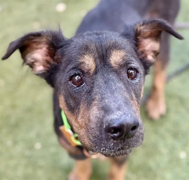 An adult large-sized female German Shepherd Dog dog named Alicia for adoption in Tucson, AZ