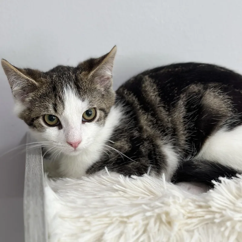 A baby medium-sized male Tabby (Brown / Chocolate) Domestic Short Hair cat named Monsieur Brun for adoption in Victor, NY