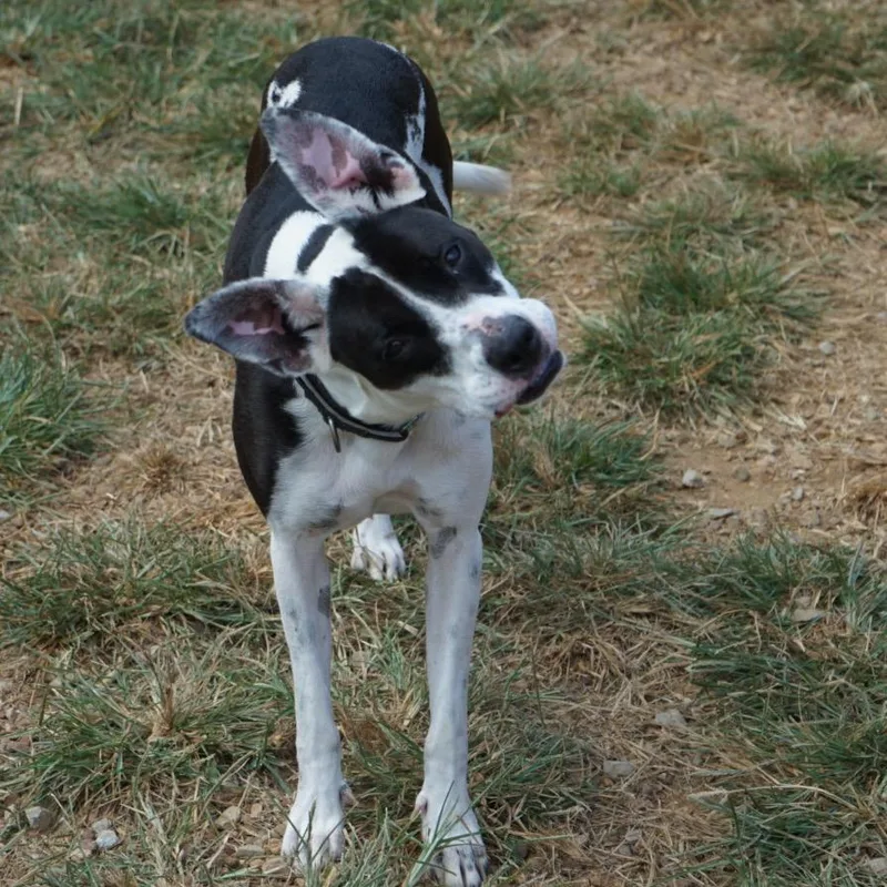 An adult medium-sized female Boxer dog named Aurora Shea for adoption in Duck River, TN