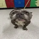 An adult medium-sized female Gray / Blue / Silver American Staffordshire Terrier dog named Millie for adoption in Indianapolis, IN