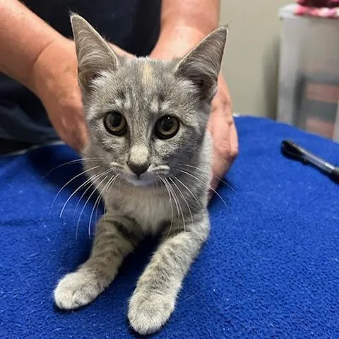 A baby small-sized female Domestic Short Hair cat named Honey Dew for adoption in Knoxville, TN