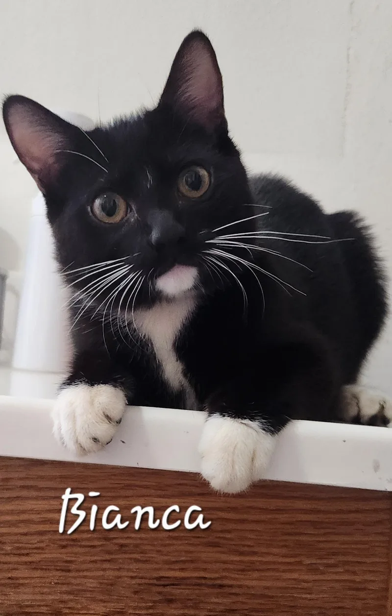 Bianca