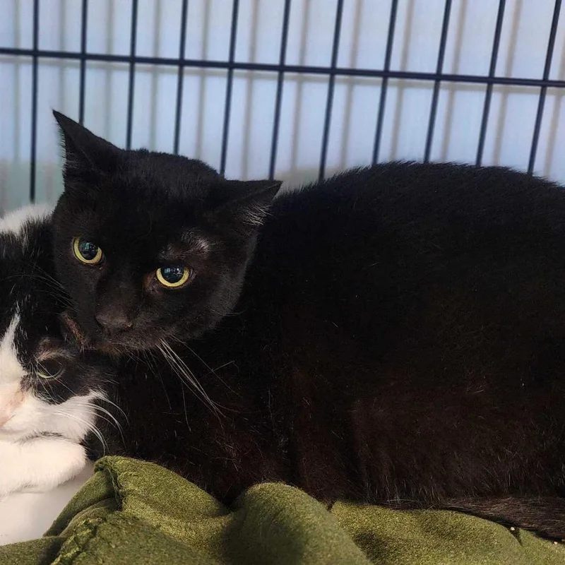 A senior large-sized male Black Domestic Short Hair cat named Bolt for adoption in Davenport, IA