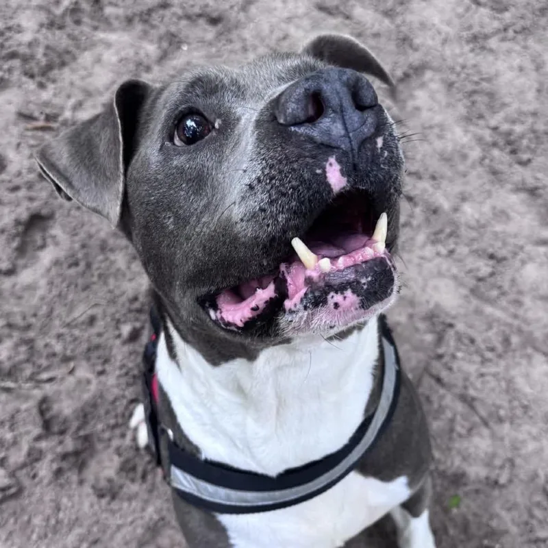 A senior large-sized male Gray / Blue / Silver Mixed Breed dog named Ralph Nader for adoption in Middleburg, FL