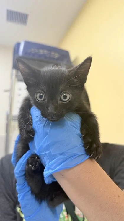 A baby small-sized male Domestic Short Hair cat named Remus for adoption in Honolulu, HI