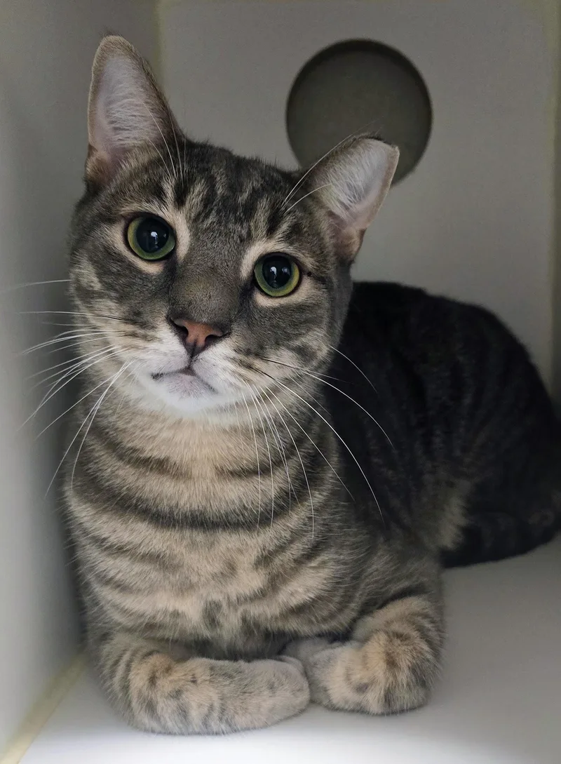 An adult large-sized male Tabby (Brown / Chocolate) Domestic Short Hair cat named Wyndle for adoption in Amityville, NY