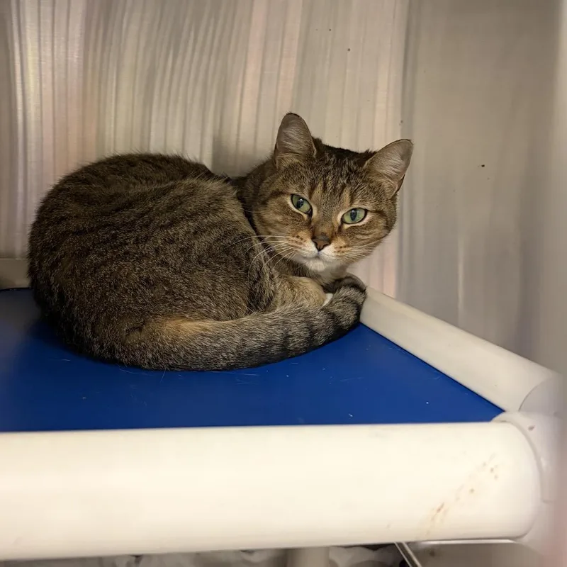 An adult medium-sized female Brown / Chocolate Domestic Short Hair cat named Zara for adoption in Pasadena , MD