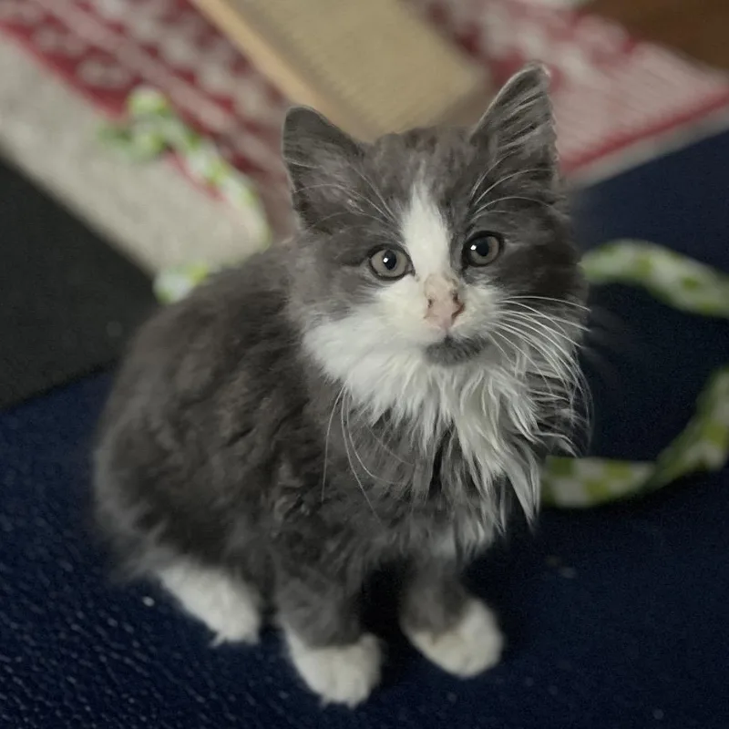 A baby small-sized male Gray / Blue / Silver Domestic Long Hair cat named Pierre for adoption in Fairfax, VA