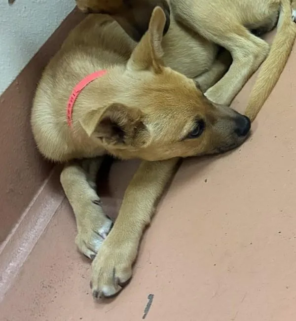 A baby large-sized female Shepherd dog named Betsy for adoption in Kennewick, WA