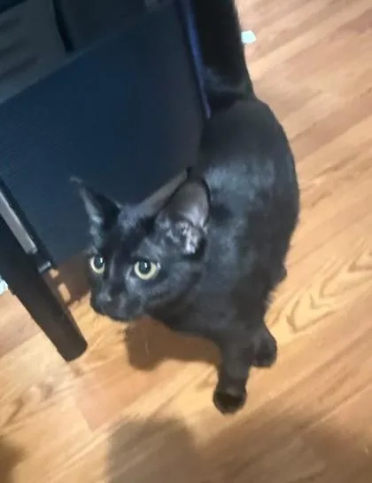 A baby medium-sized female Domestic Short Hair cat named Shadow for adoption in Fairfax, VA