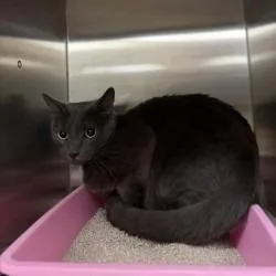 A young large-sized female Domestic Short Hair cat named Glacier for adoption in Bullhead City, AZ