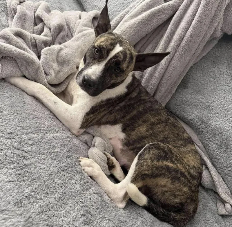 A young medium-sized female Pit Bull Terrier dog named Mauve for adoption in Randleman, NC