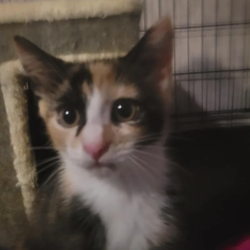 A baby small-sized female Calico cat named Confetti for adoption in Brooklyn, NY
