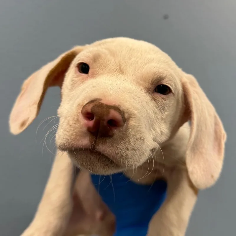 A baby small-sized male Mixed Breed dog named Willie for adoption in Las Cruces, NM