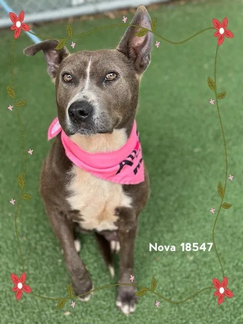 Nova