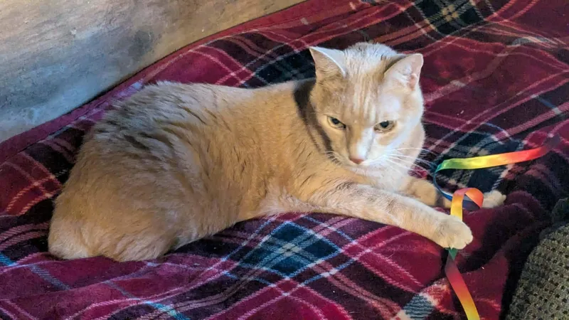 A senior medium-sized male Tabby (Buff / Tan / Fawn) Domestic Short Hair cat named Burt And Ernie for adoption in Fort Payne, AL