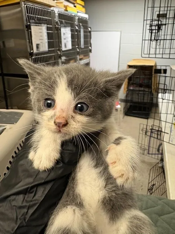 A young small-sized male Gray / Blue / Silver Domestic Short Hair cat named Itsy for adoption in Cincinnati, OH