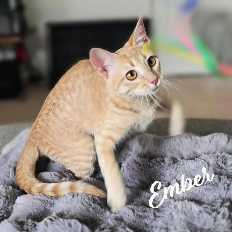 A baby medium-sized female Tabby cat named Ember fuegogroup for adoption in Houston, TX