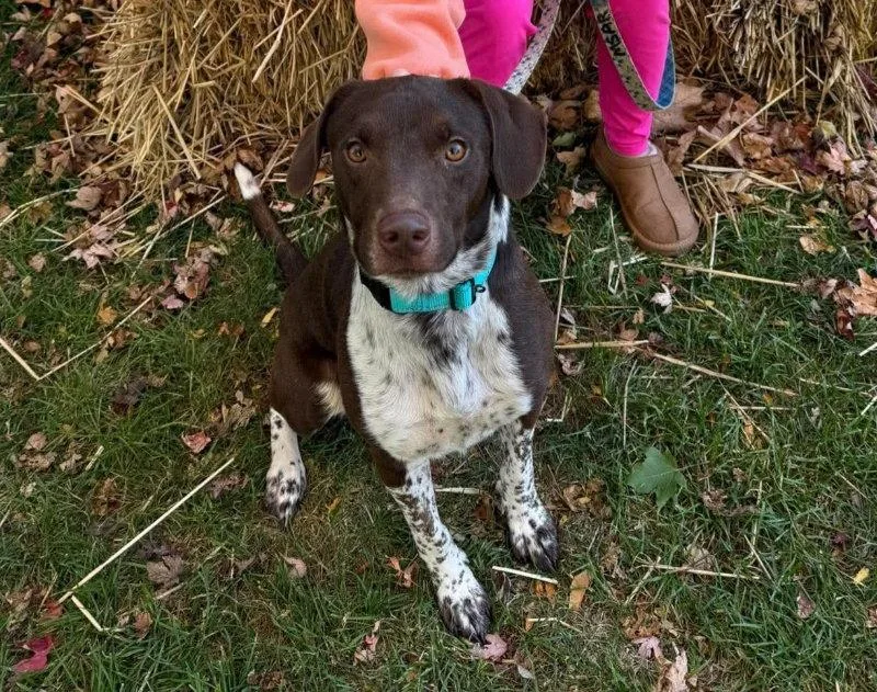 An adult medium-sized male German Shorthaired Pointer dog named Roscoe Lee for adoption in Mankato, MN