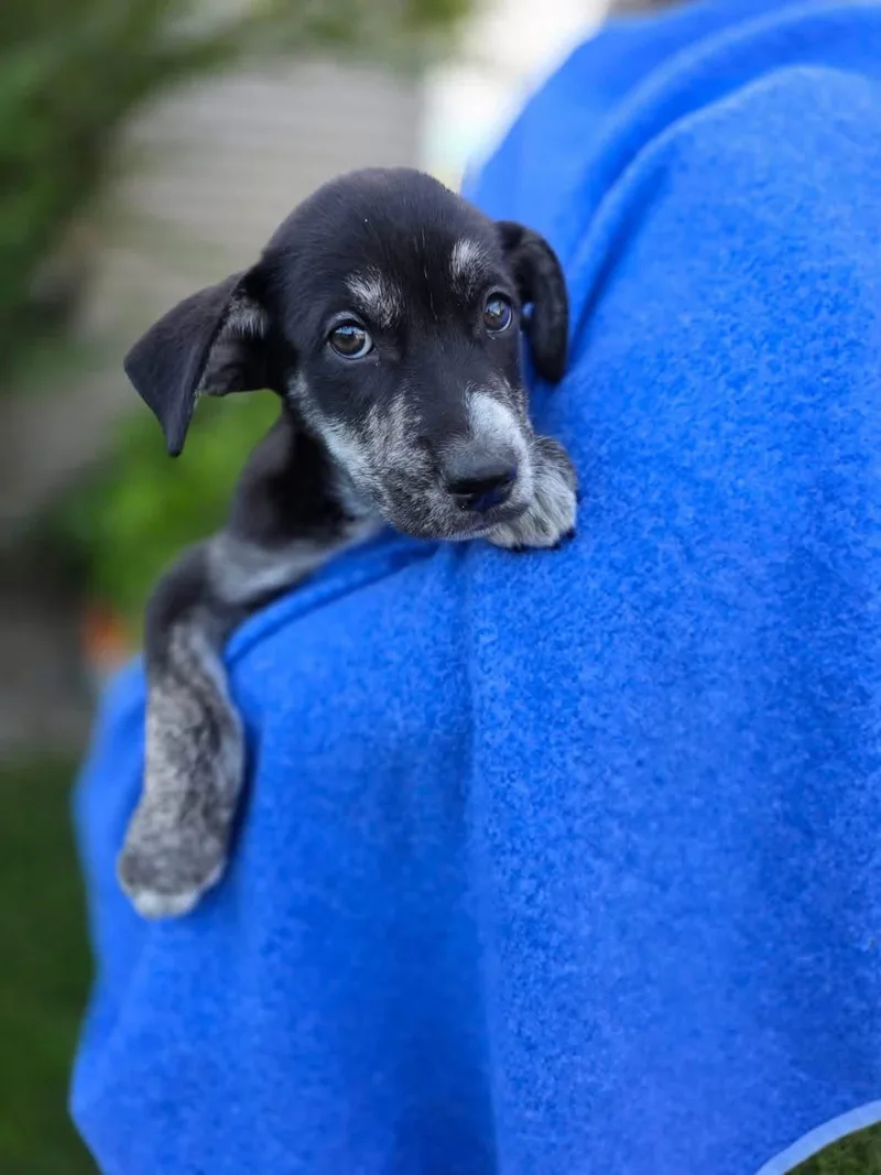 A baby medium-sized female Hound dog named Puma for adoption in Orland Park, IL